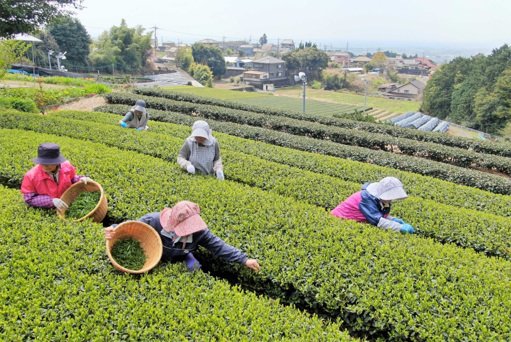 【Second-Flush Tea Summary】Haibara and Sagara Districts' Average Unit Price Surges 2x Year-over-Year; Raw Tea Production Down 10–20%