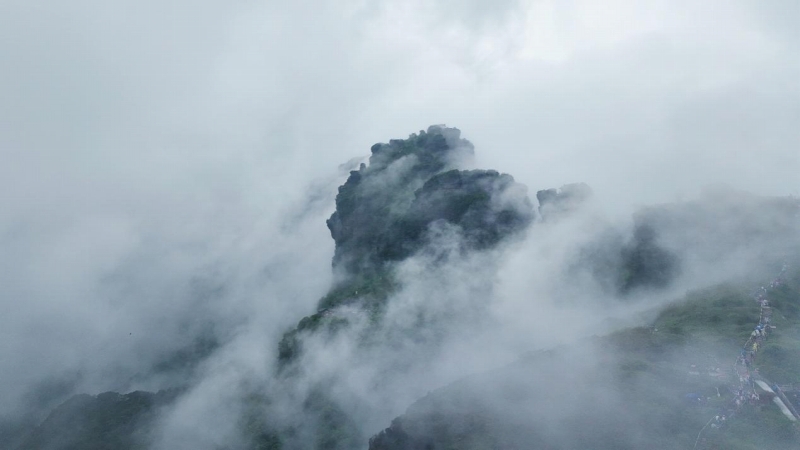 The Aroma of Matcha from Tongren, Guizhou Province Envelops the World