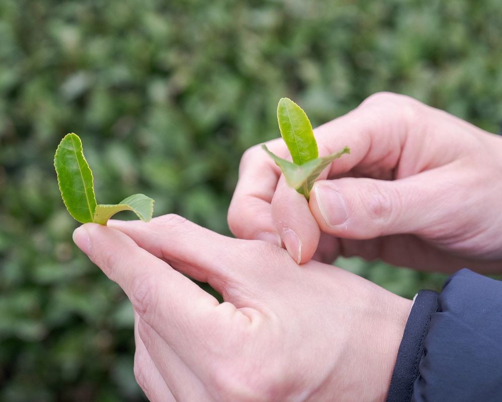 Fresh-picked tea leaves held in a grower's hands