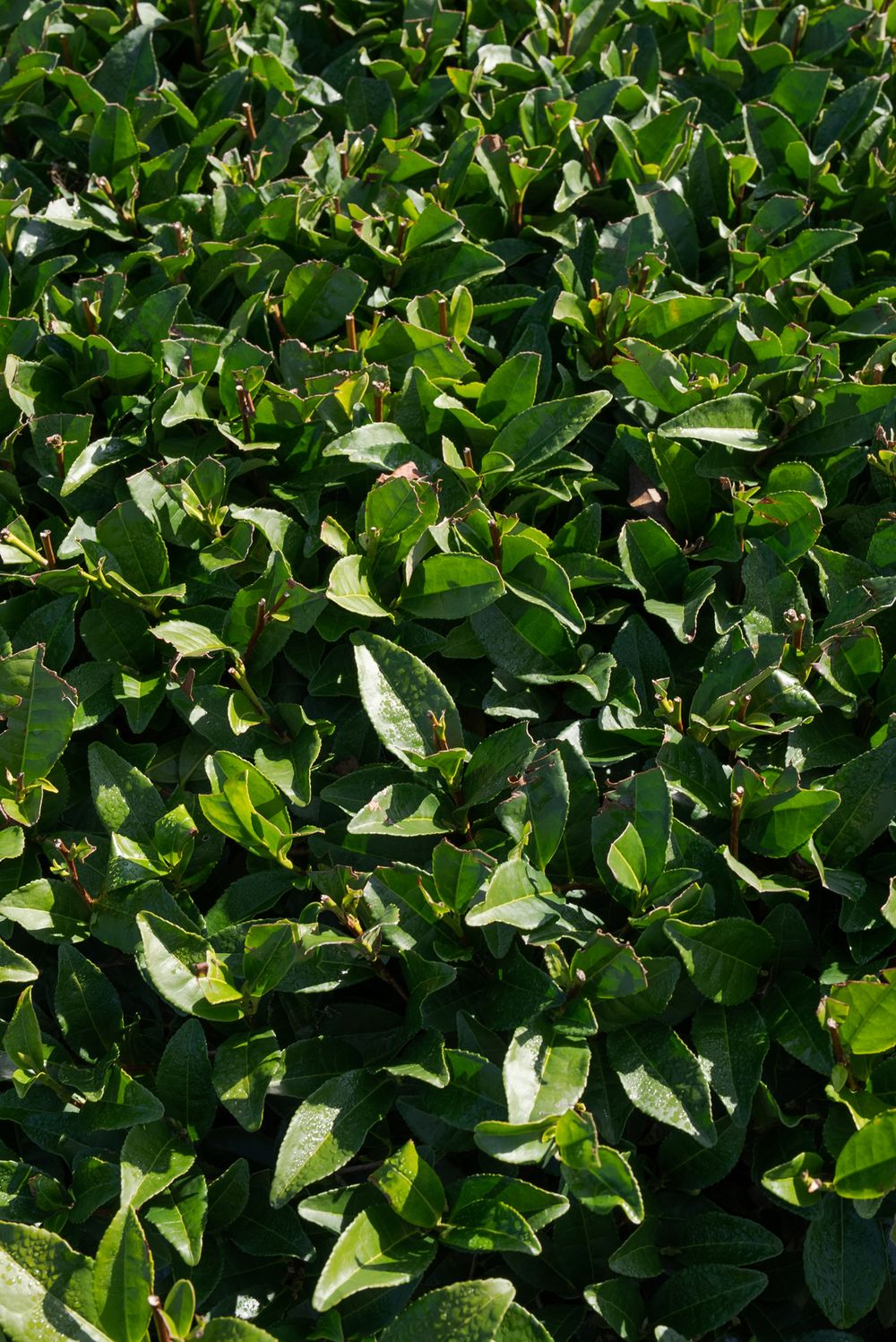 Close-up of a tea bush canopy