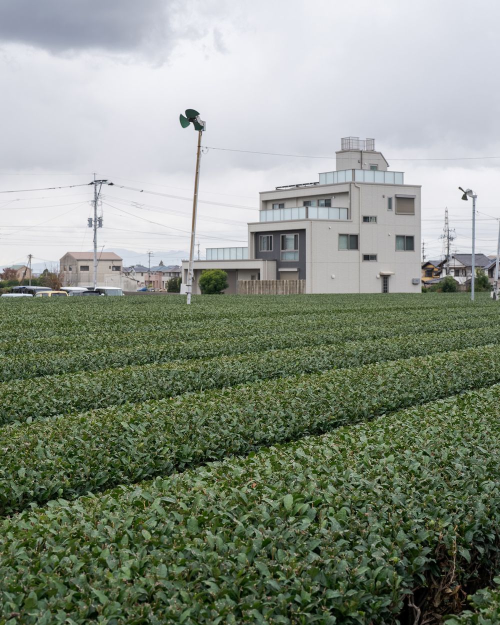 Rows of tea bushes at a farm in Yame, Fukuoka