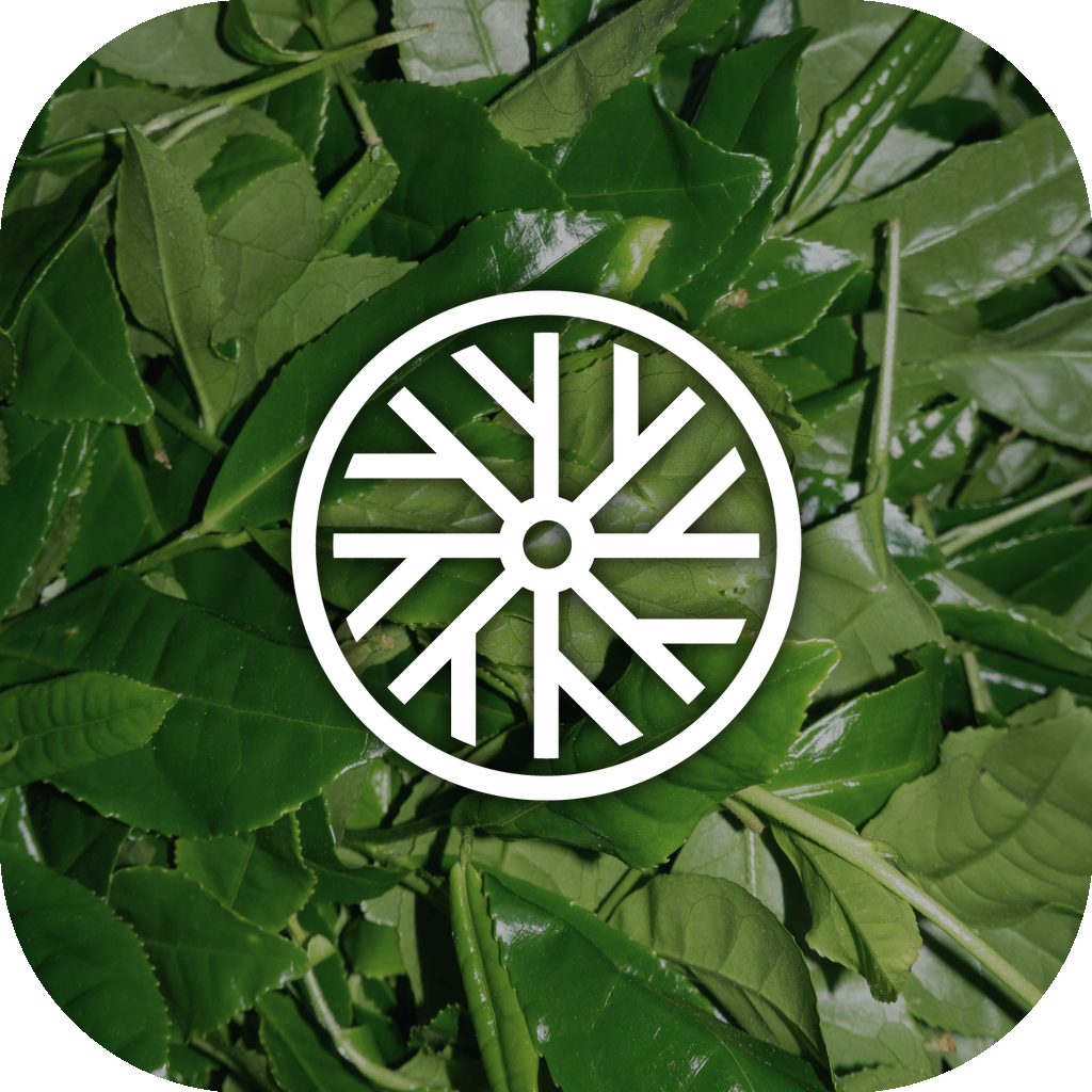 Matcha Wire — Ooika